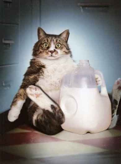 cat drinking milk meme|funny cat drinking milk.